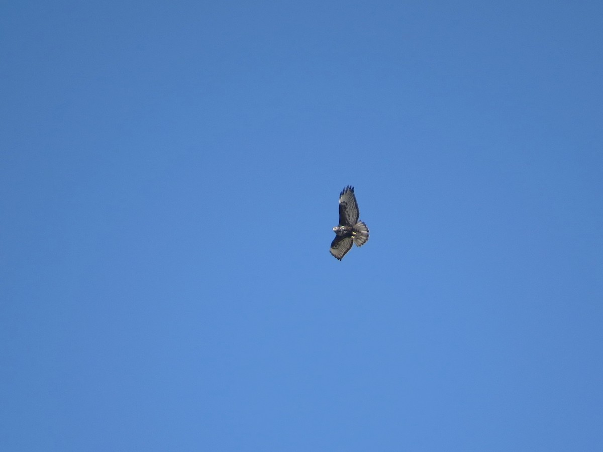 Red-tailed Hawk (Harlan's) - ML613510917