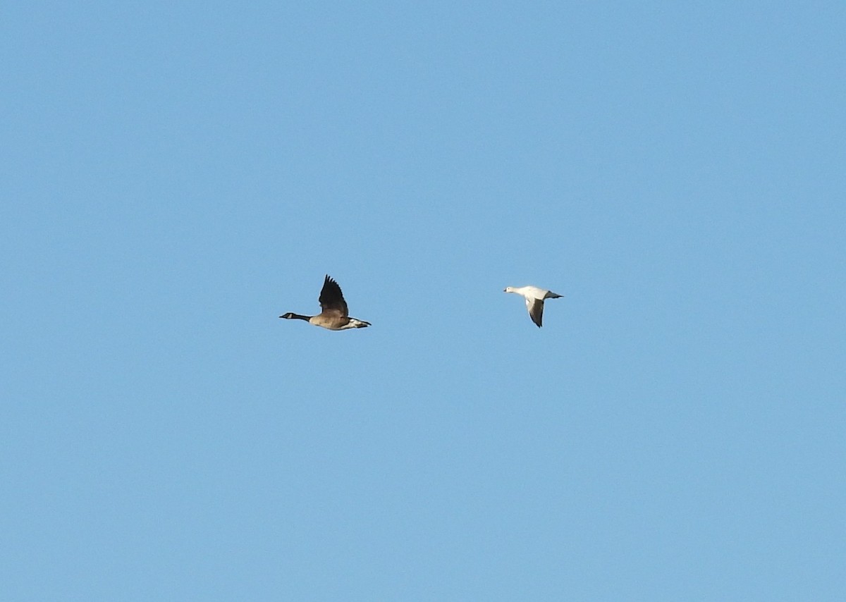 Ross's Goose - ML613510929