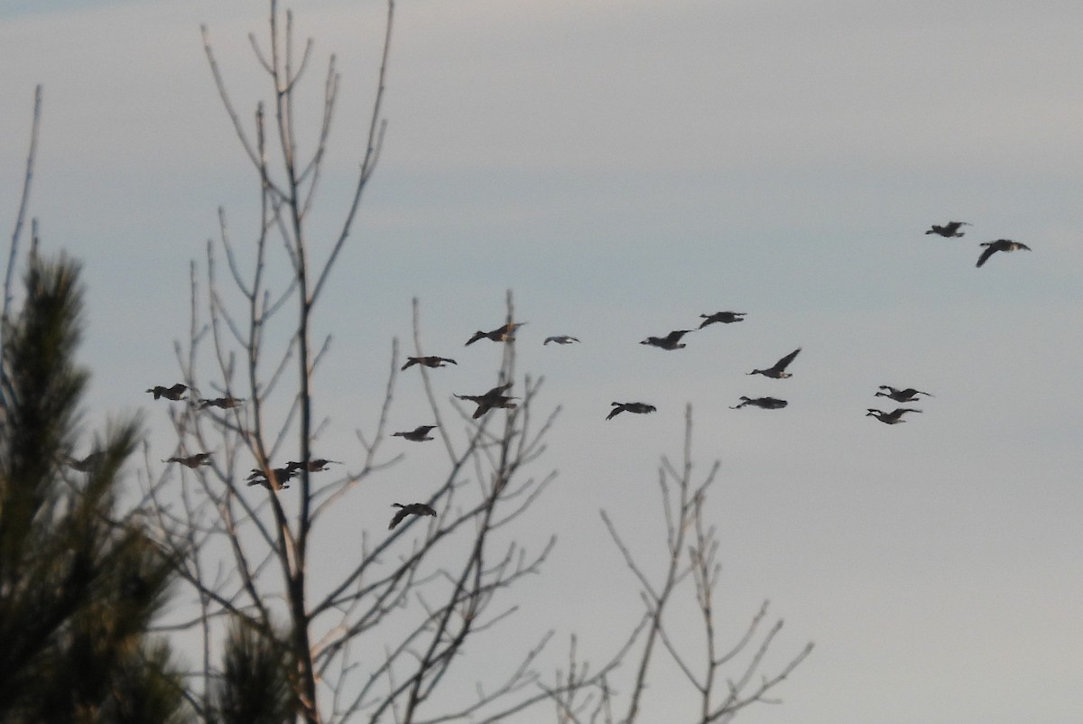 Ross's Goose - ML613510930