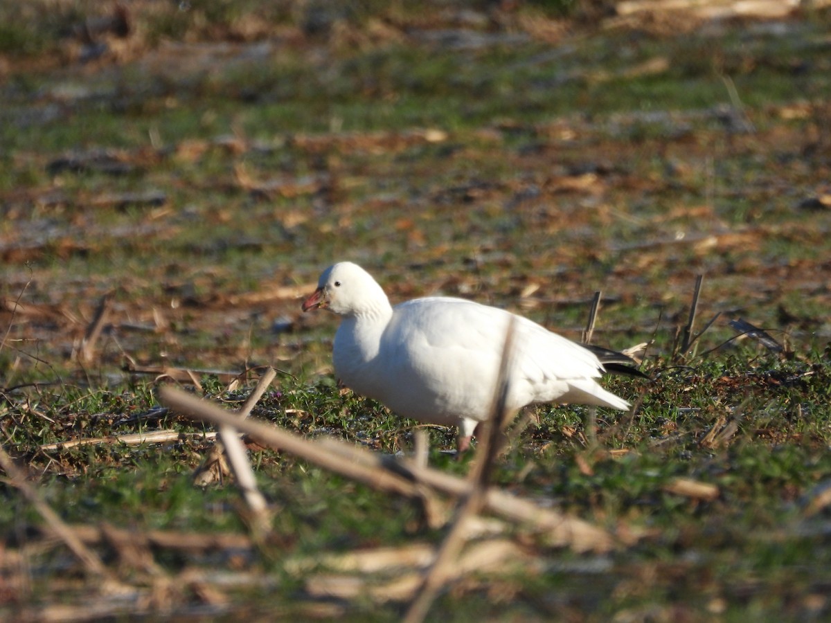 Ross's Goose - ML613510939