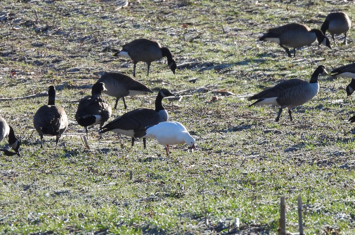 Ross's Goose - ML613510957