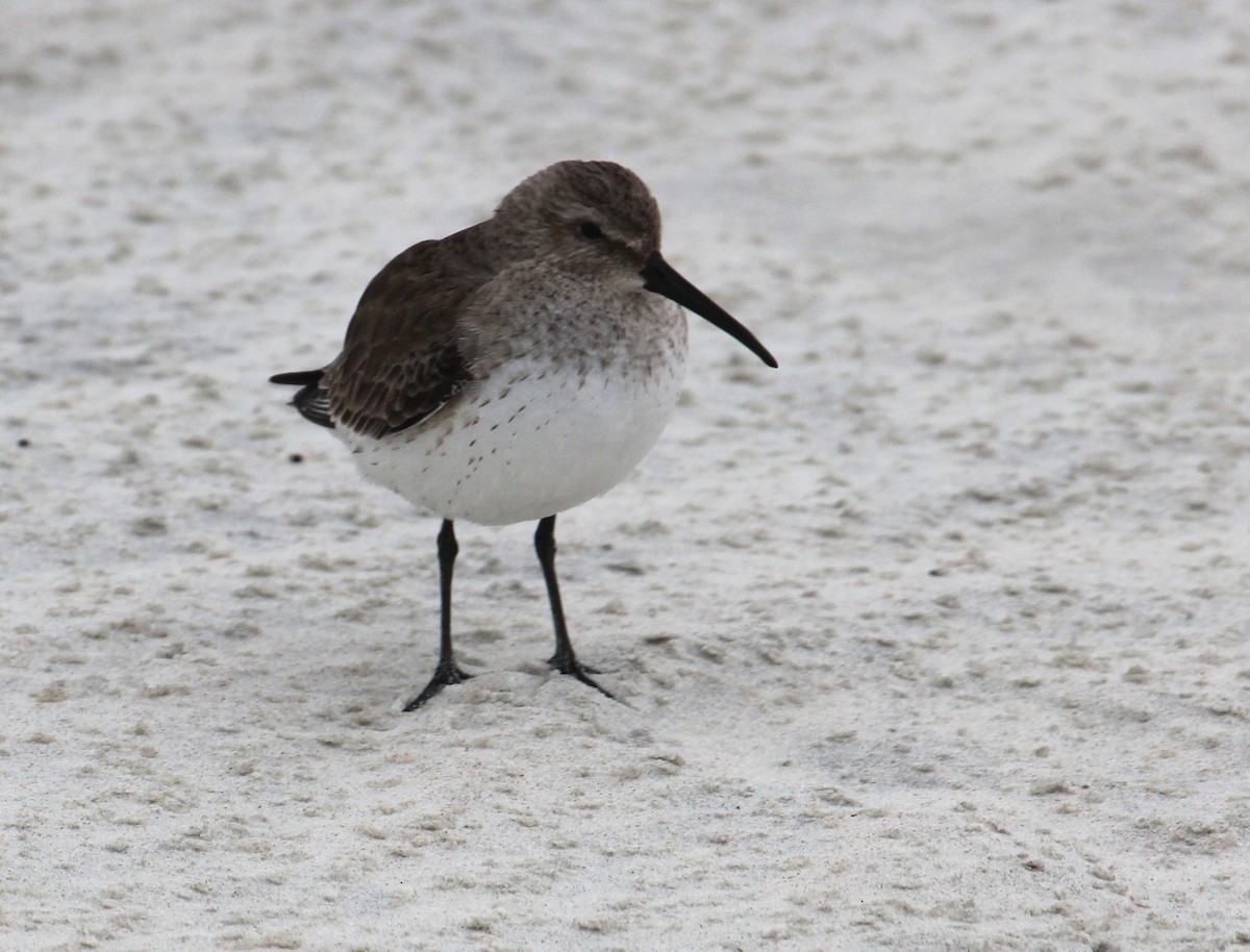 Dunlin - ML613510969