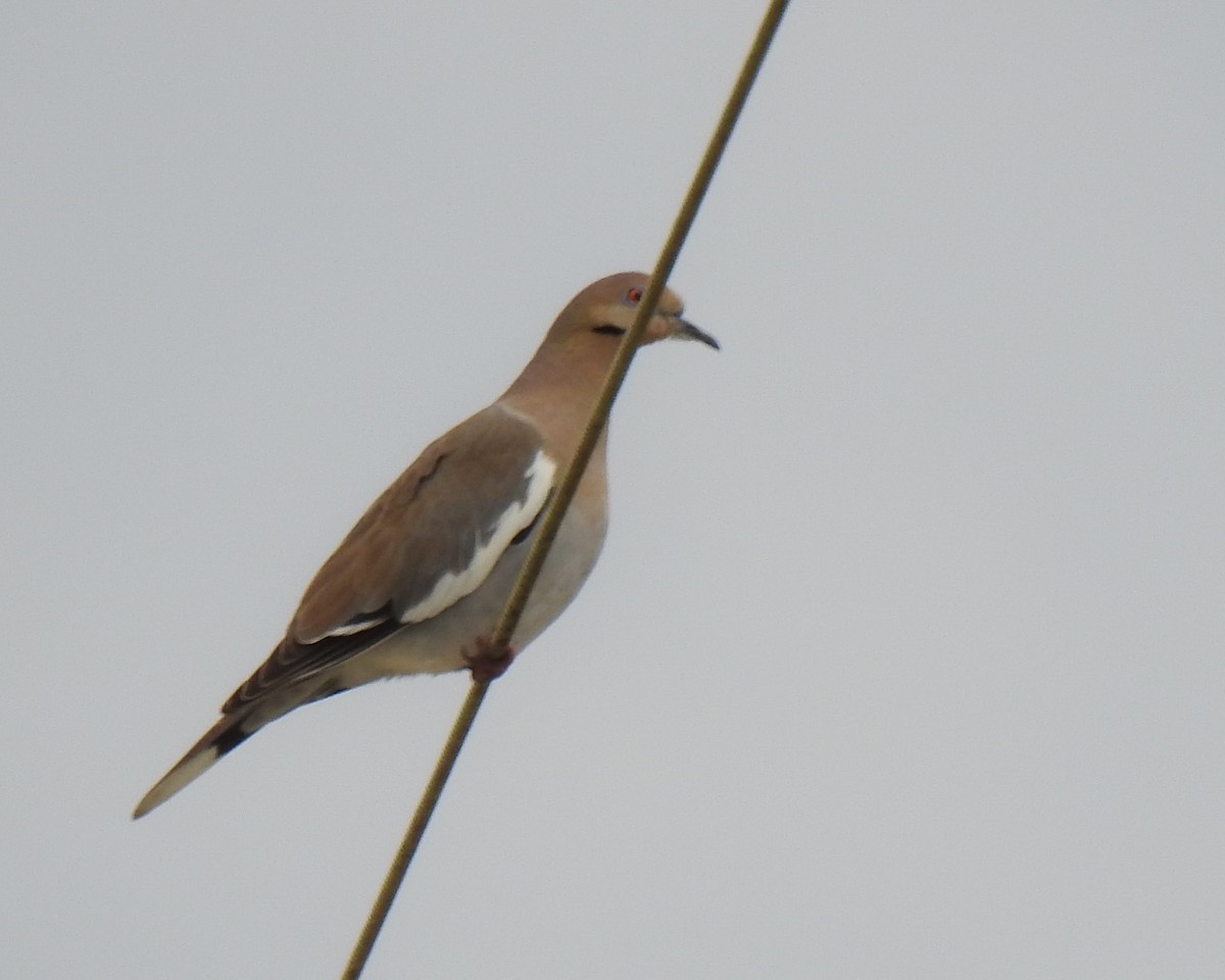 White-winged Dove - ML613510985