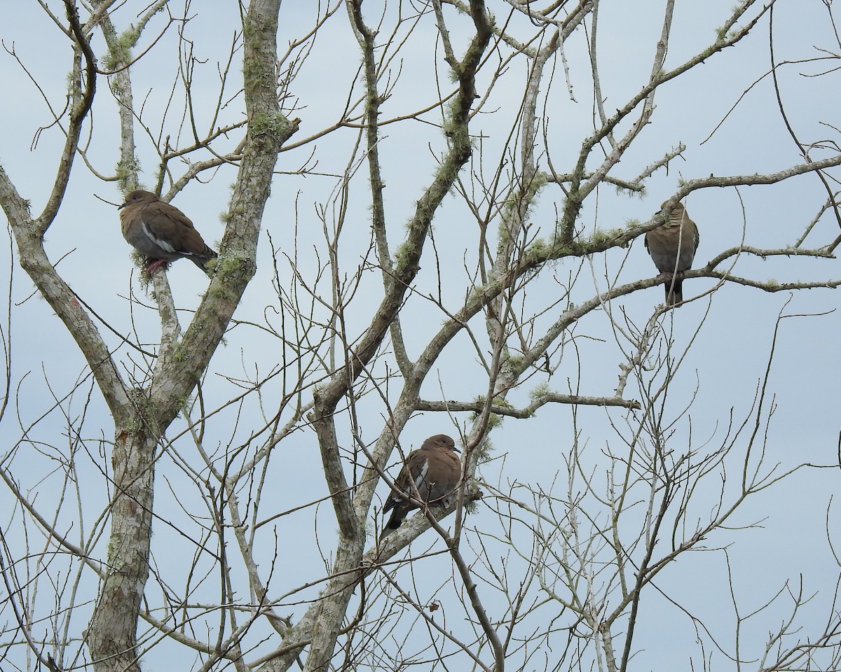 White-winged Dove - ML613510986