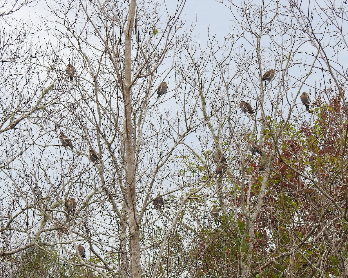 White-winged Dove - ML613510987