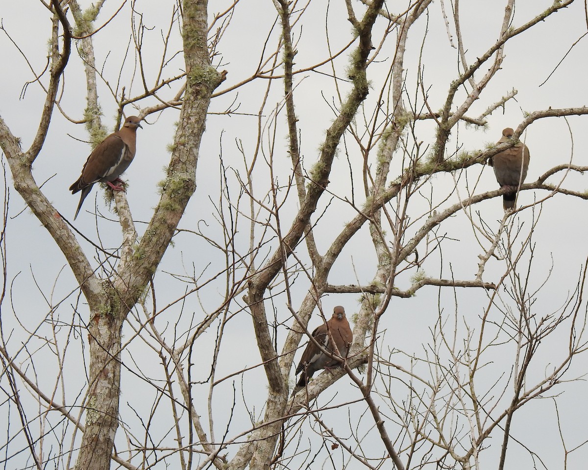 White-winged Dove - ML613510988