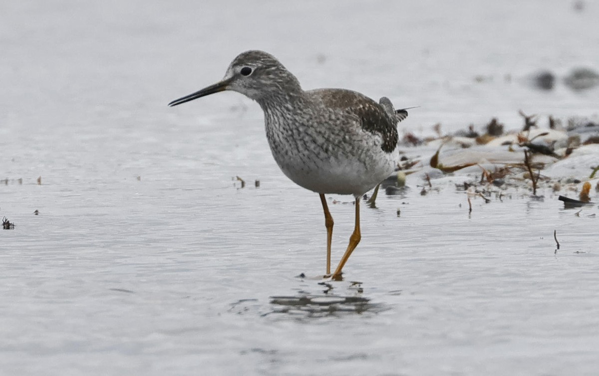 Lesser Yellowlegs - Mark Dennis