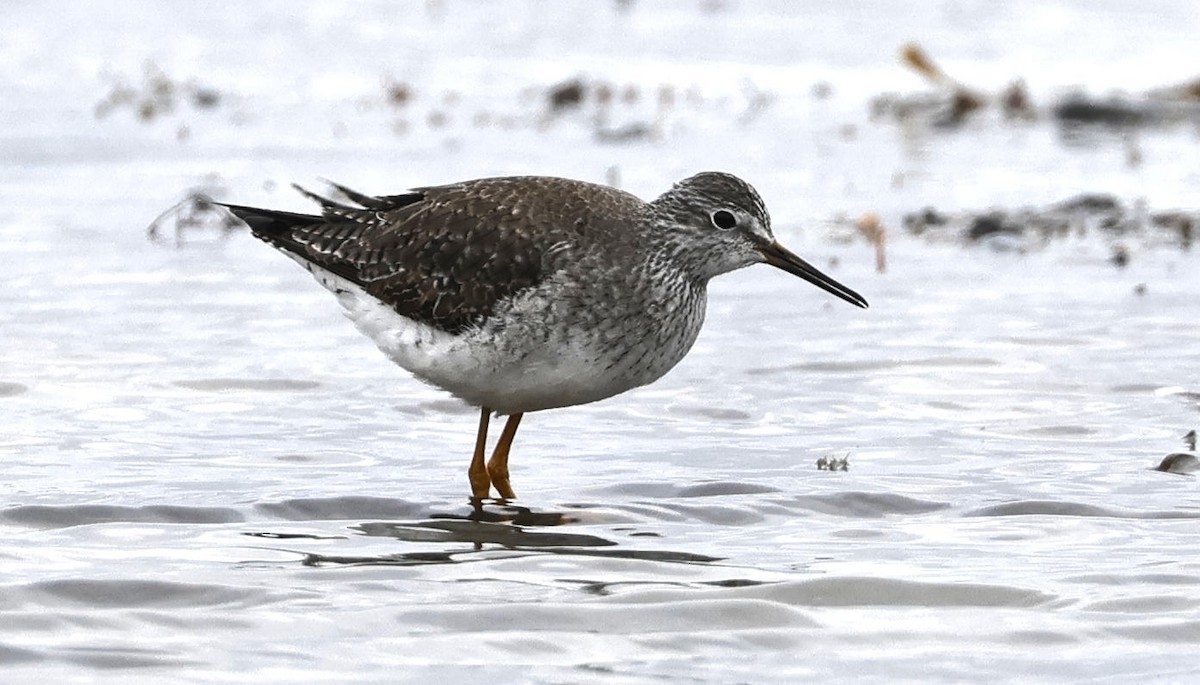 Lesser Yellowlegs - ML613510992