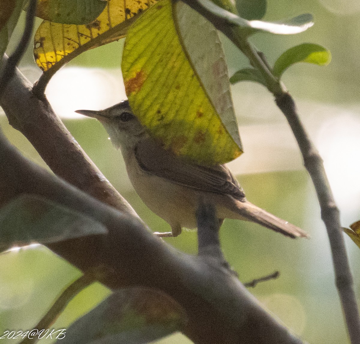 Booted Warbler - ML613510996