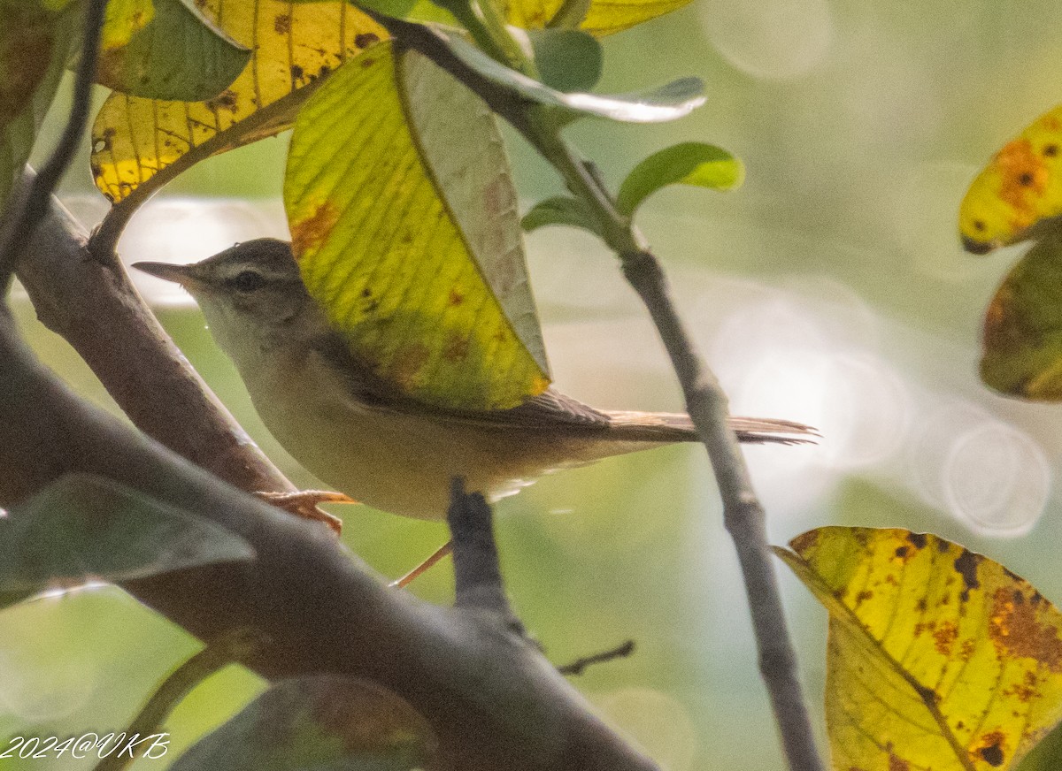 Booted Warbler - ML613510997