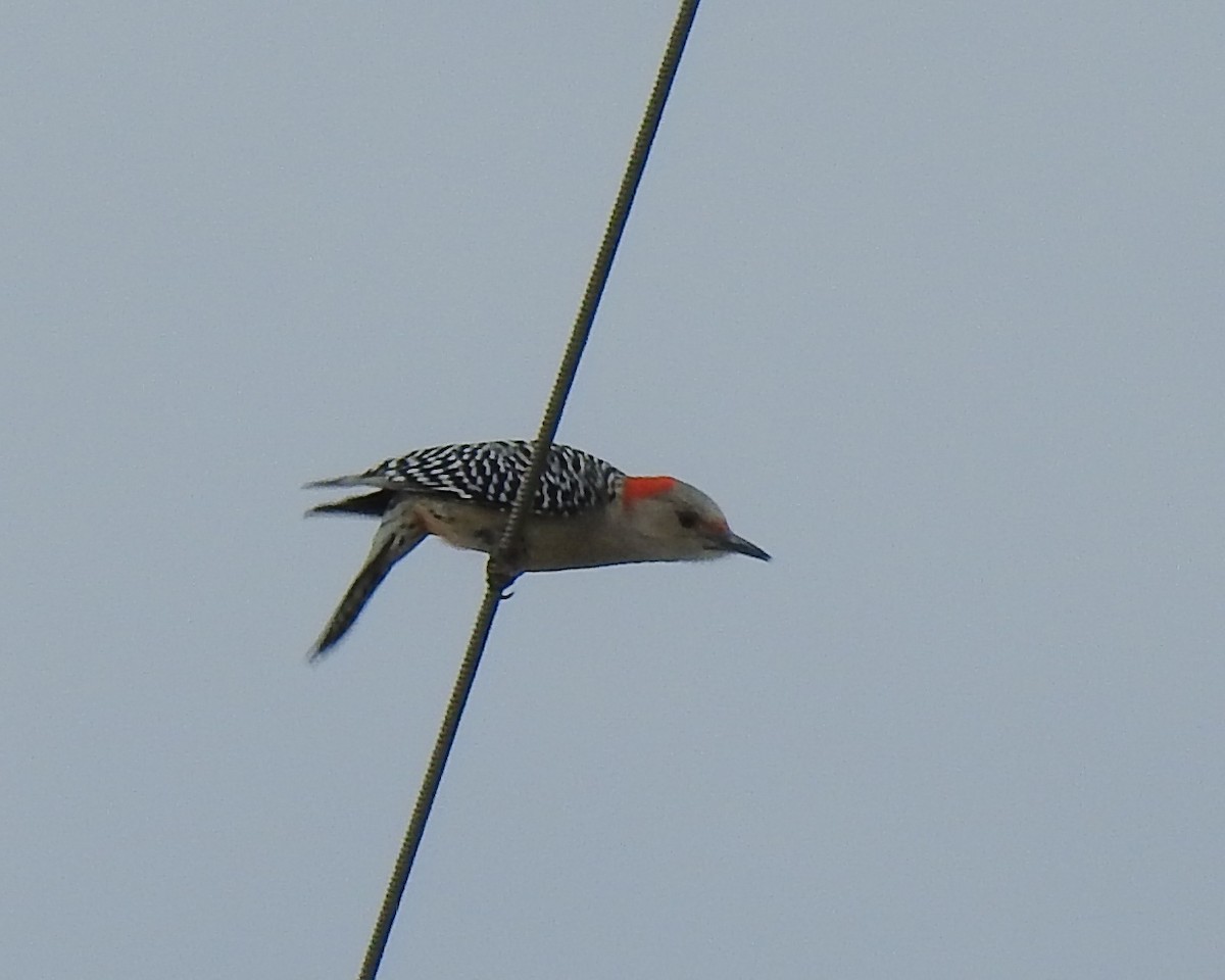 Red-bellied Woodpecker - ML613511013