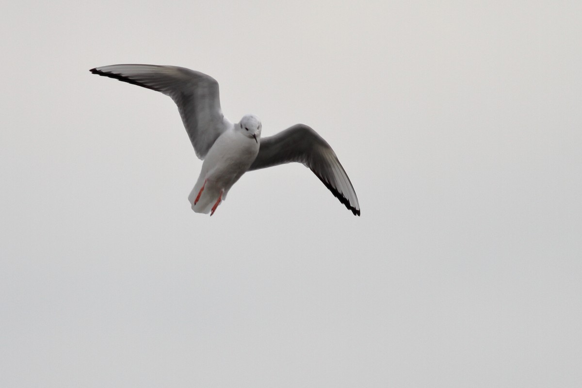 Bonaparte's Gull - ML613511019