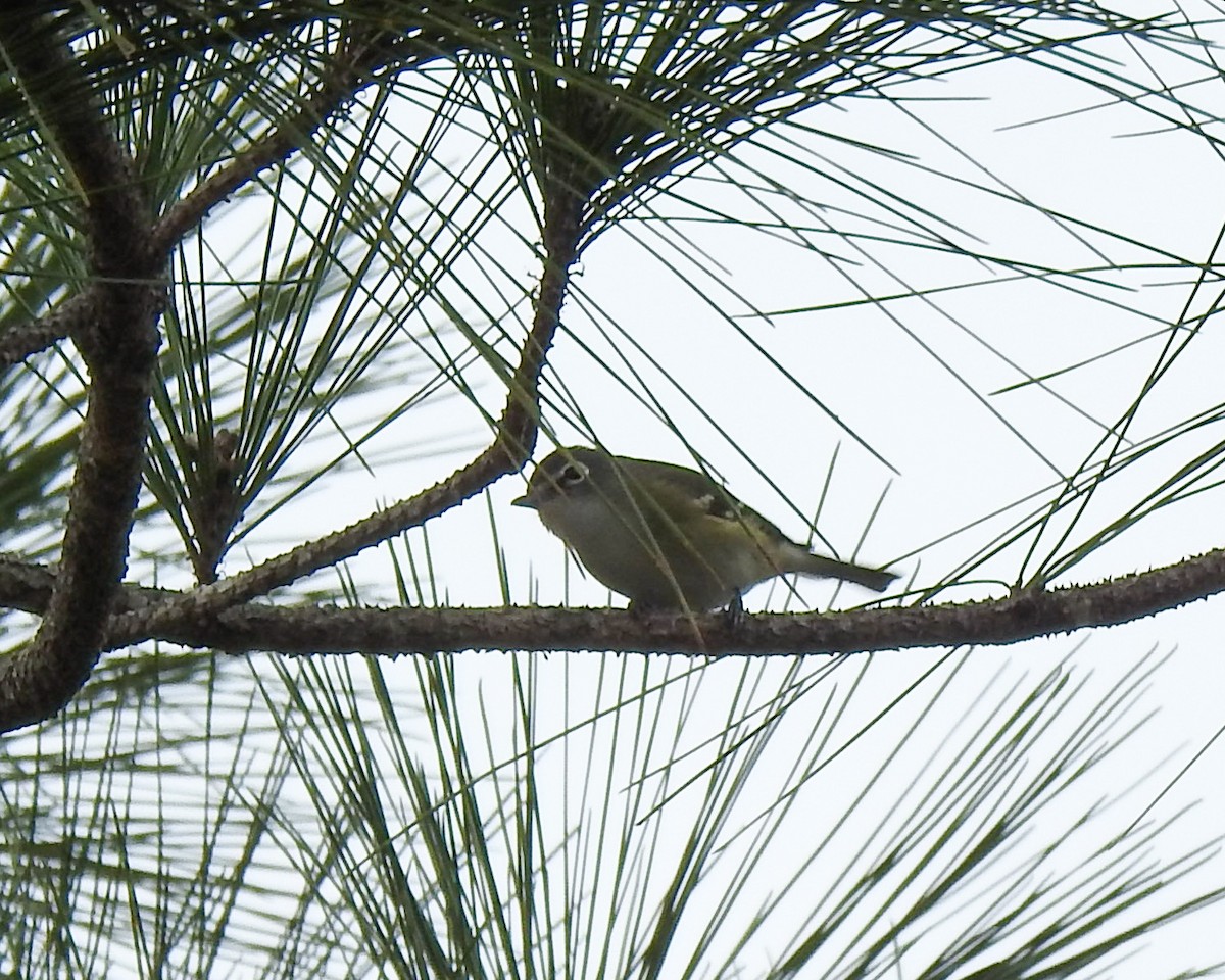 Blue-headed Vireo - ML613511022