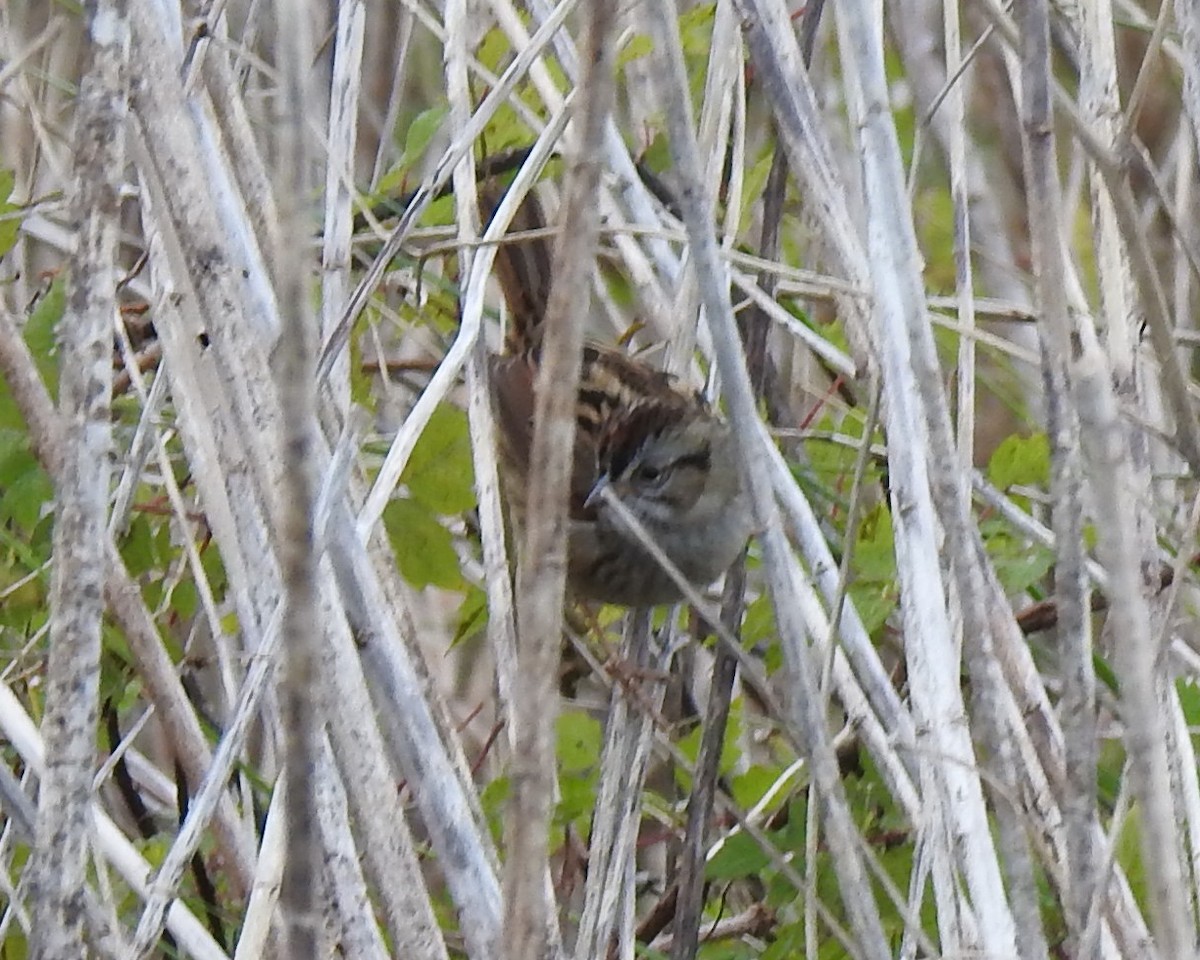 Swamp Sparrow - ML613511034