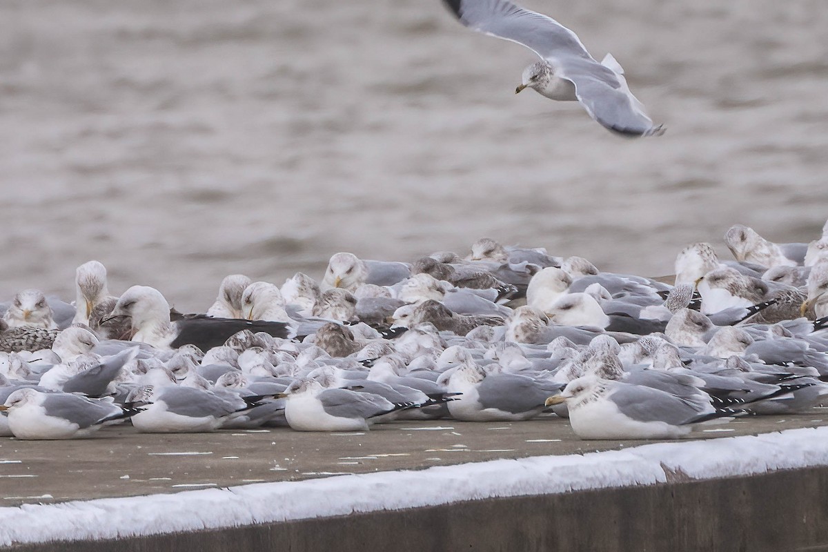 Great Black-backed Gull - ML613511047