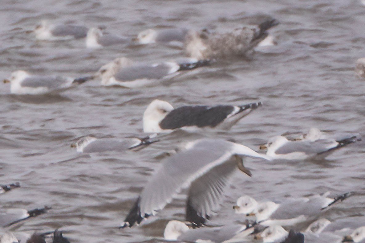 Great Black-backed Gull - ML613511049