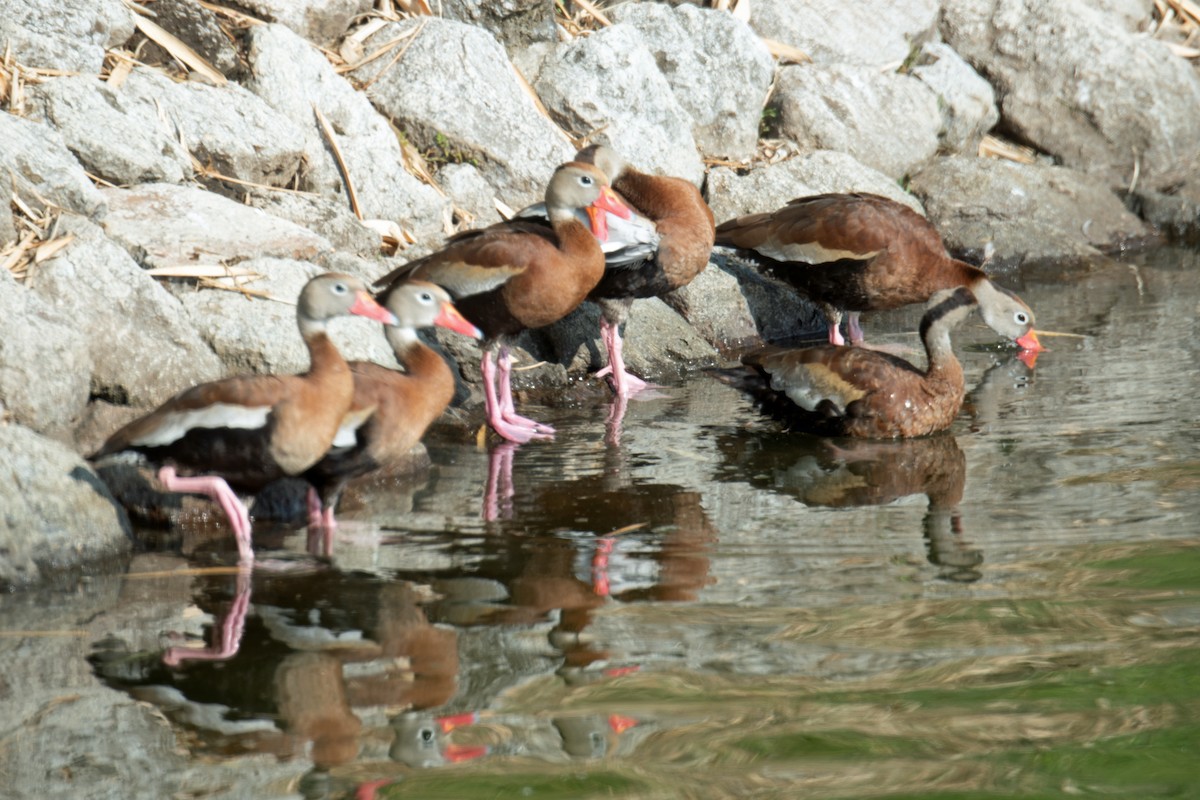 Black-bellied Whistling-Duck - ML613511067