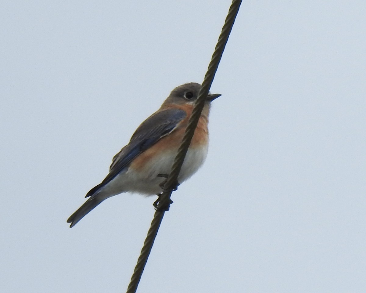 Eastern Bluebird - ML613511070