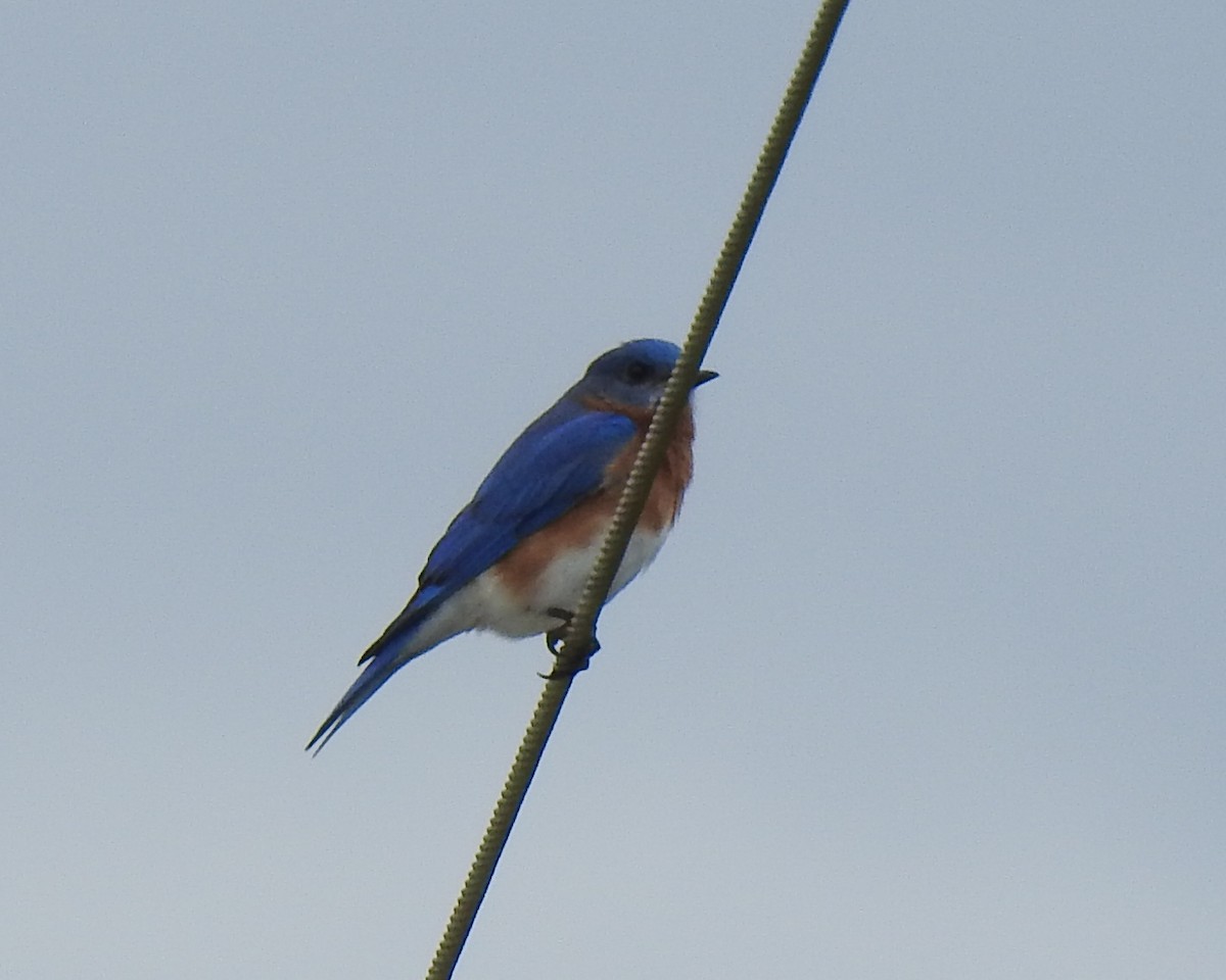 Eastern Bluebird - ML613511071