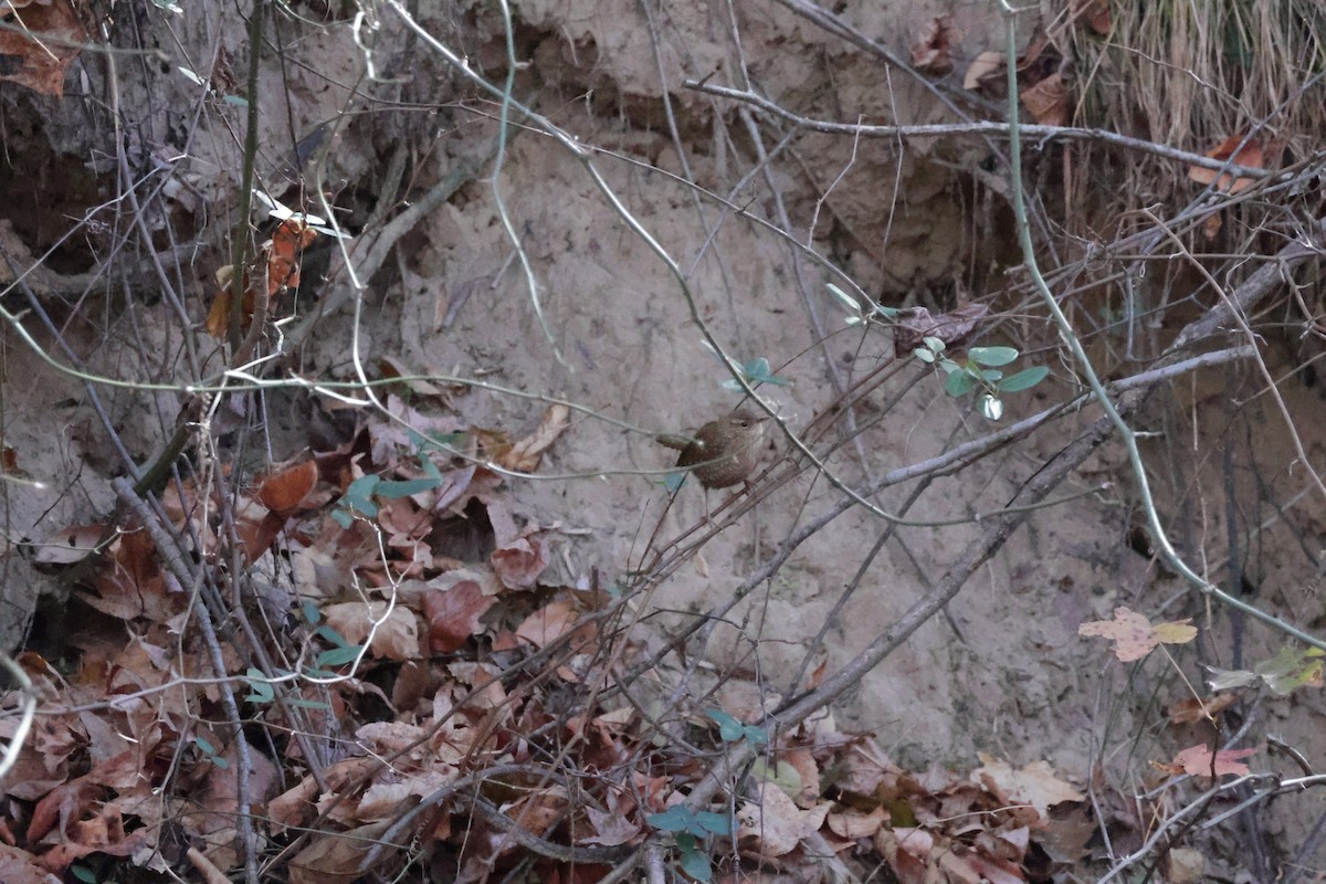 Winter Wren - Nolan P Walker