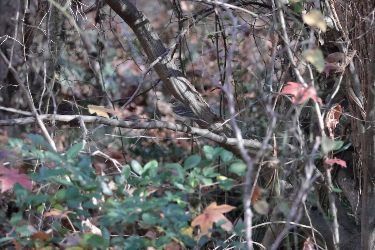 Yellow-rumped Warbler - Nolan P Walker