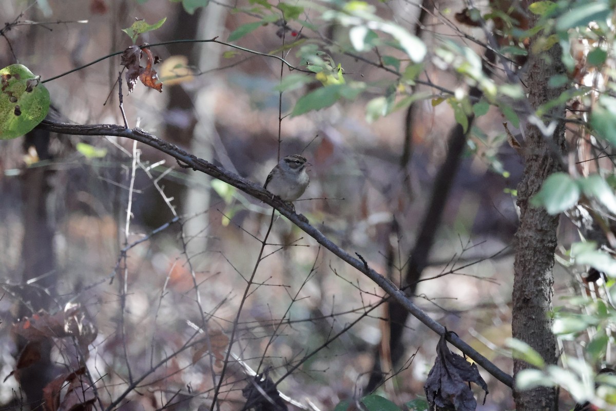 Song Sparrow - ML613511116