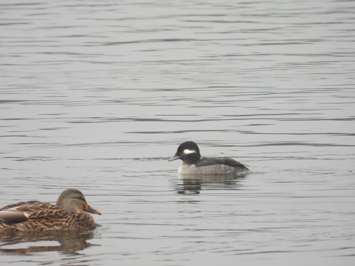 Bufflehead - ML613511124