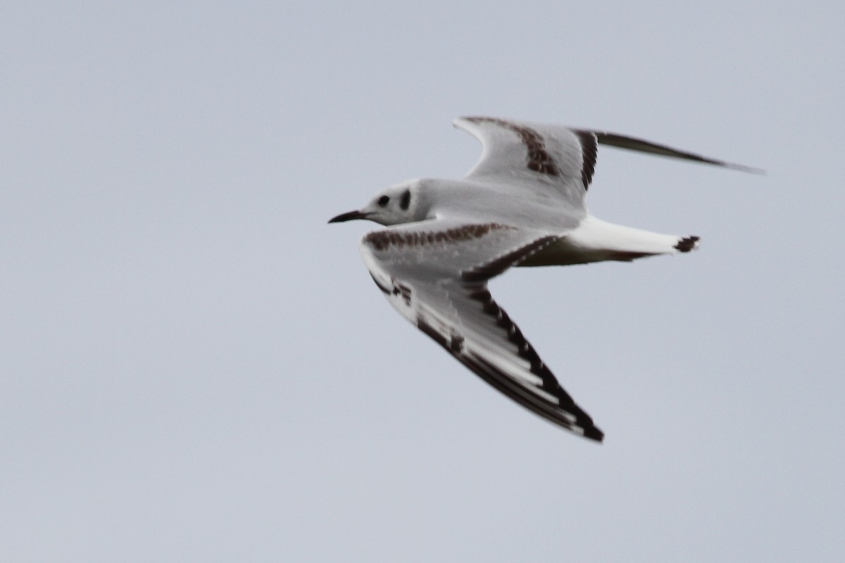 Gaviota de Bonaparte - ML613511135