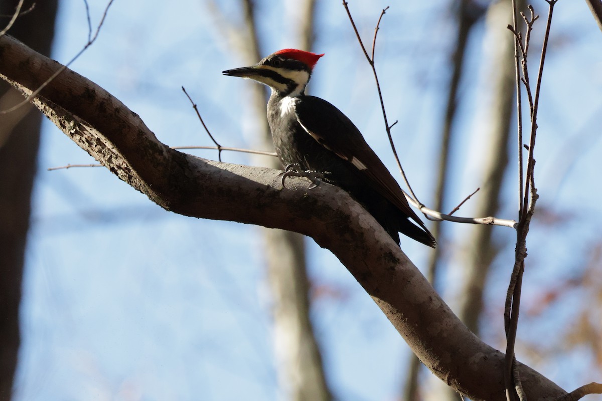 Pileated Woodpecker - ML613511136