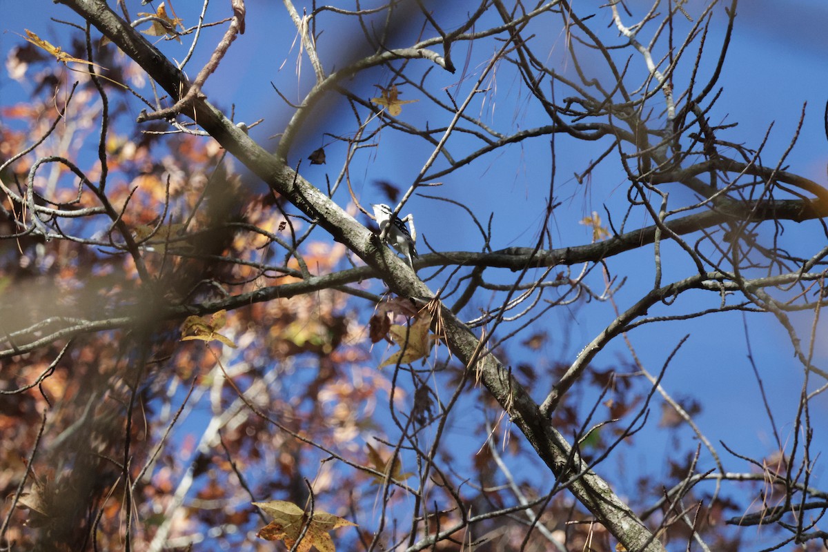 Downy Woodpecker - ML613511148