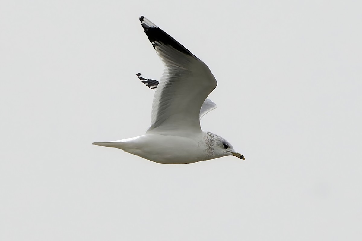 Common Gull - Gojko Kukobat