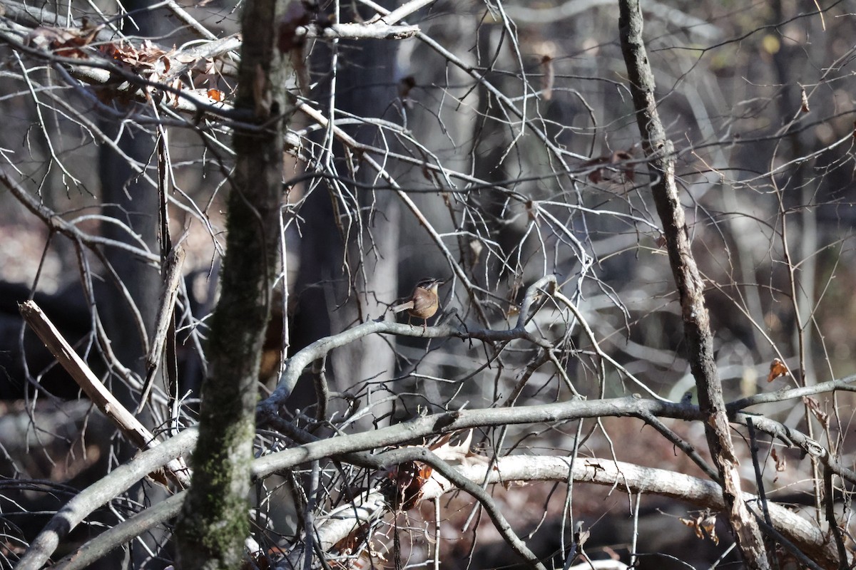 Carolina Wren - ML613511153