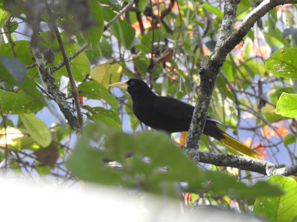 Crested Oropendola - ML613511163