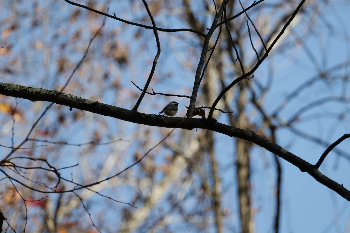 Carolina Chickadee - ML613511177