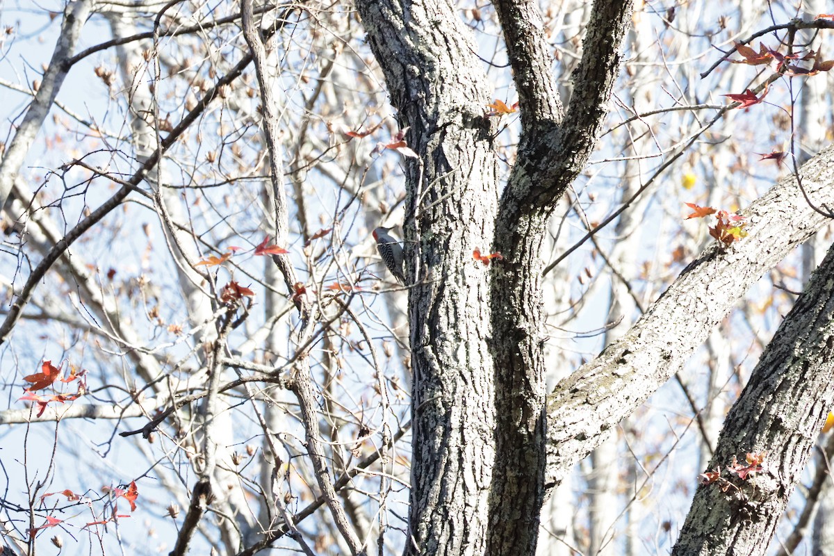 Red-bellied Woodpecker - ML613511208