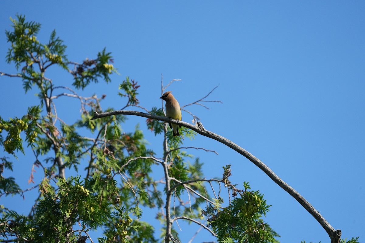 Cedar Waxwing - ML613511218