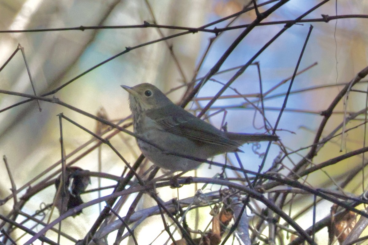 קיכלי חלוד-זנב - ML613511219