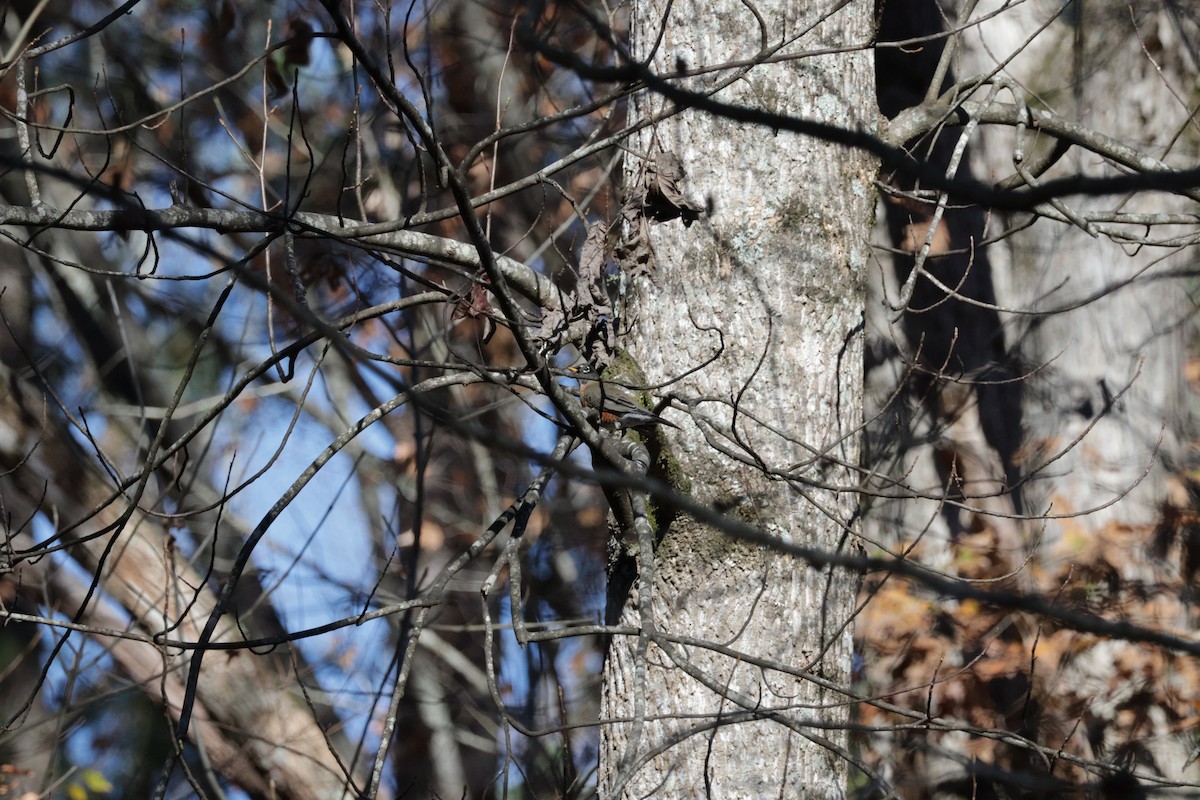 American Robin - ML613511227