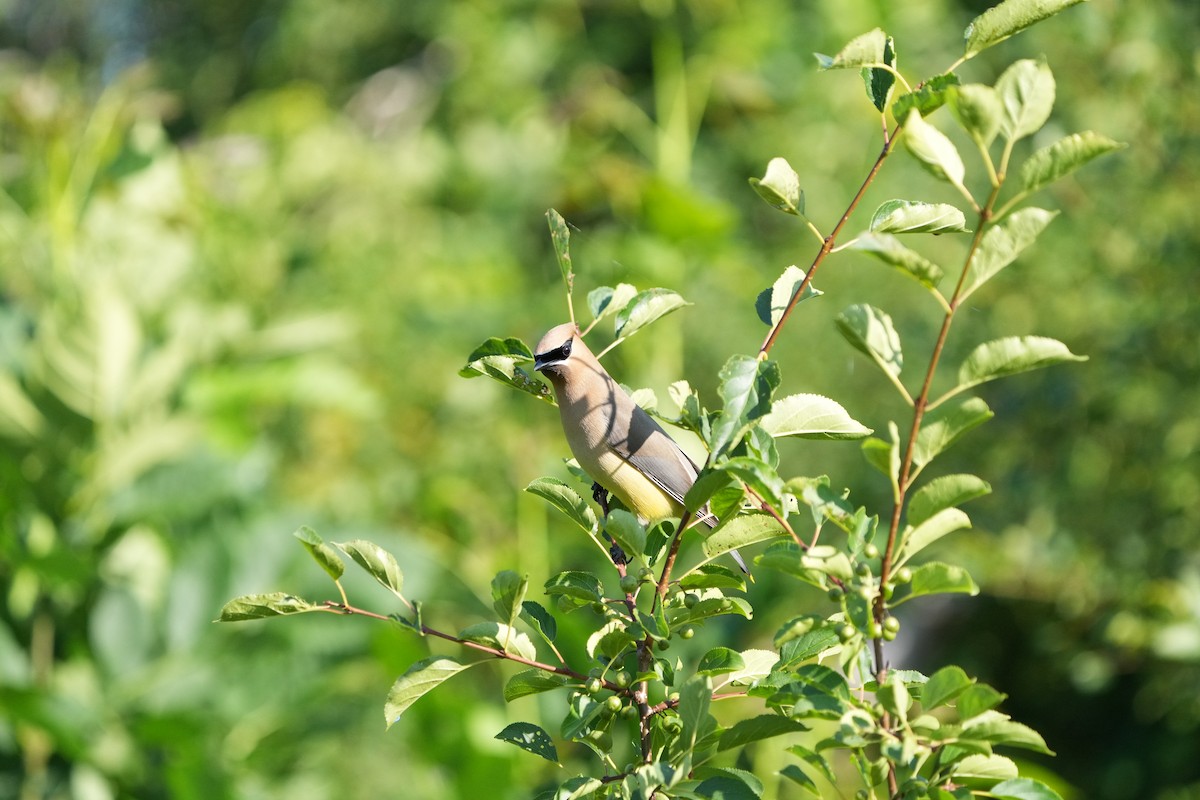 Cedar Waxwing - ML613511231