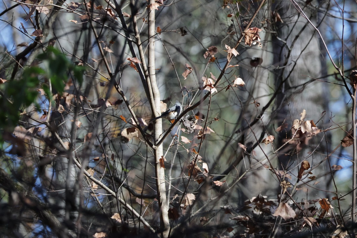 Tufted Titmouse - Nolan P Walker