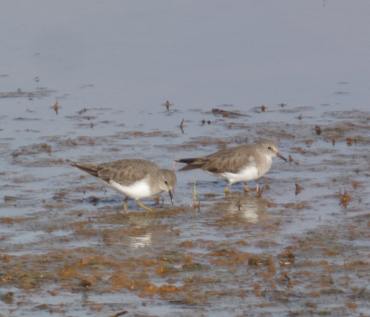 Temminck's Stint - ML613511255