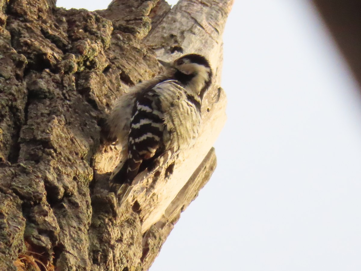 Lesser Spotted Woodpecker - ML613511260