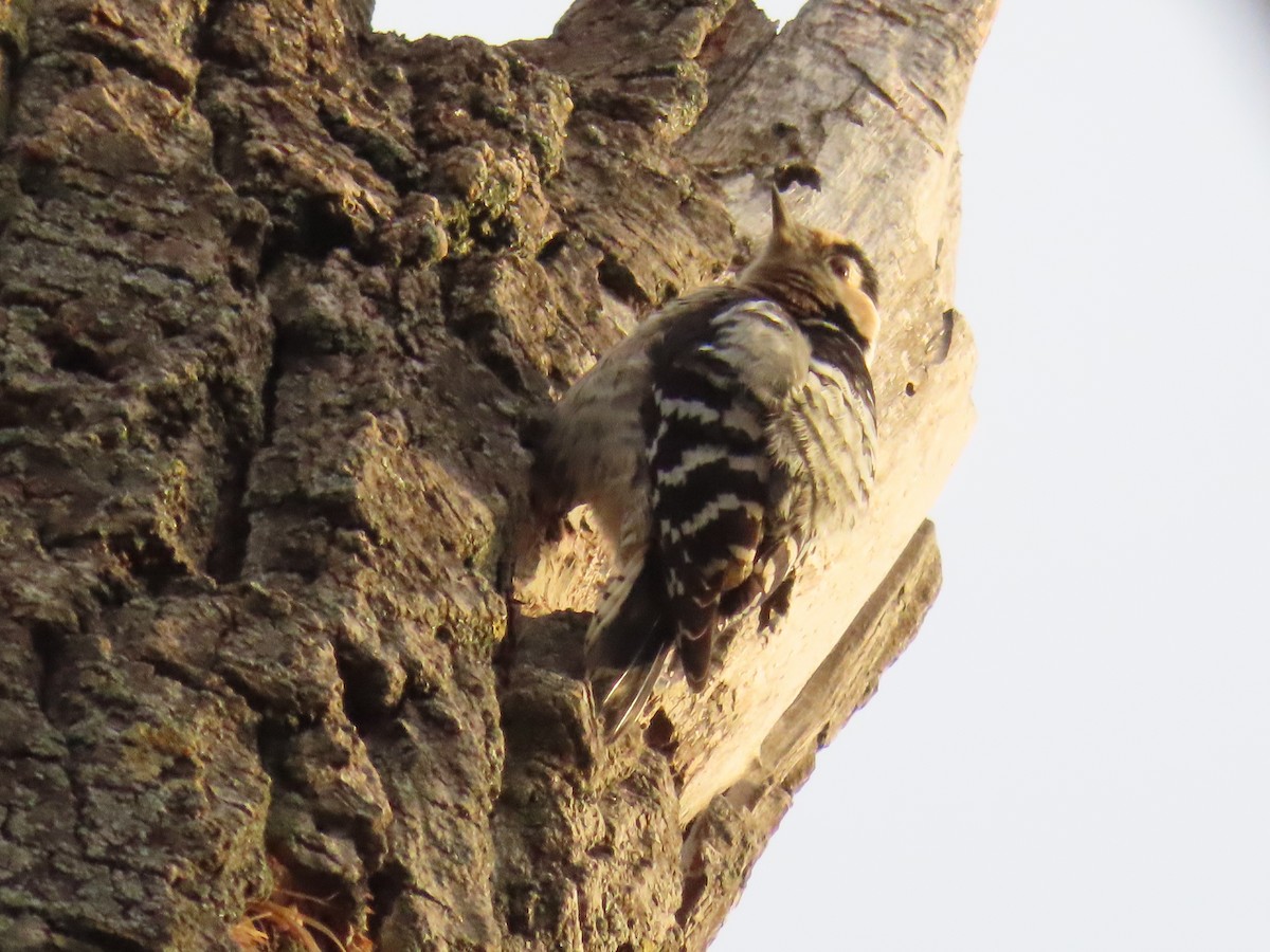 Lesser Spotted Woodpecker - ML613511263