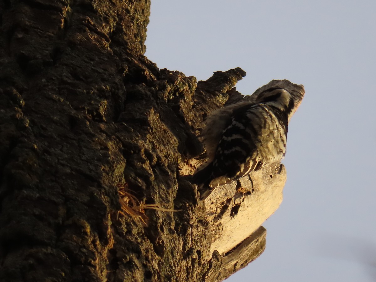 Lesser Spotted Woodpecker - ML613511264