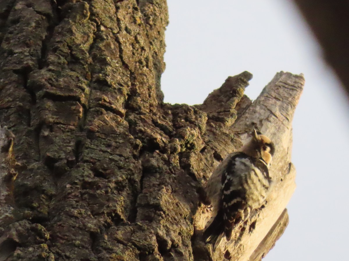 Lesser Spotted Woodpecker - Federico  Iglesias García