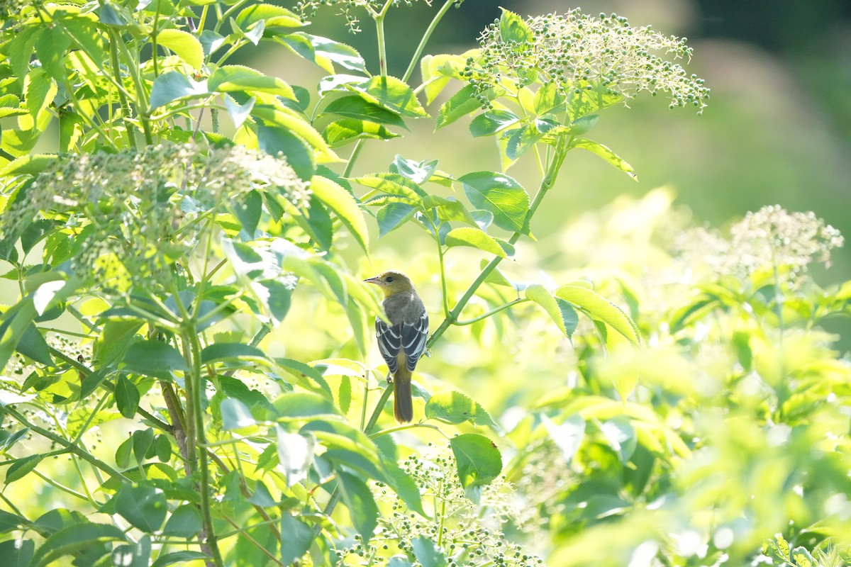 Baltimore Oriole - ML613511308