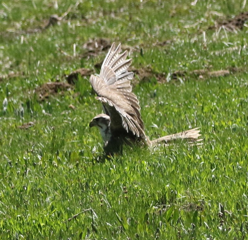 Prairie Falcon - logan kahle