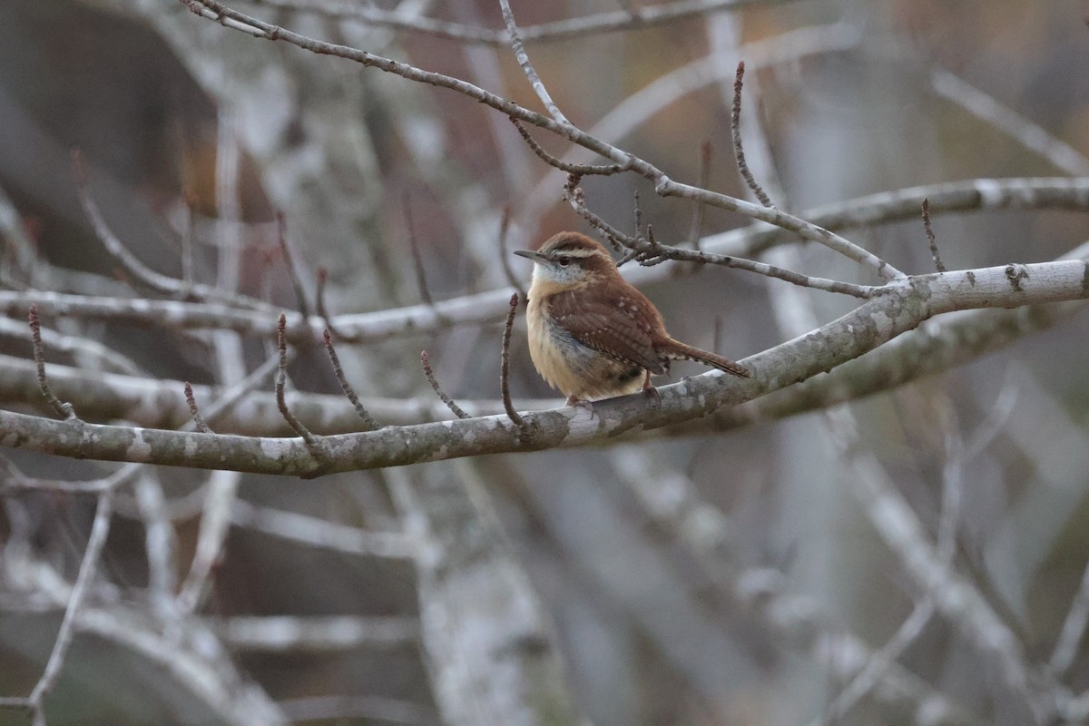 Carolina Wren - ML613511328