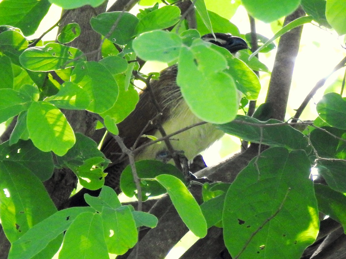 White-browed Coucal (White-browed) - Clare Mateke