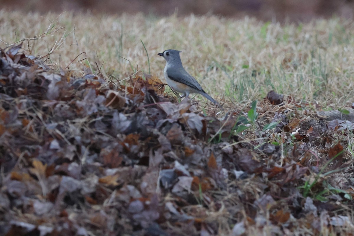 Tufted Titmouse - ML613511350